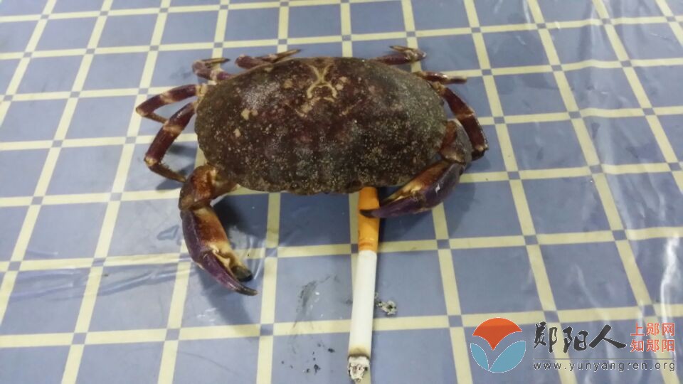 派支烟抽，据说螃蟹真会抽烟